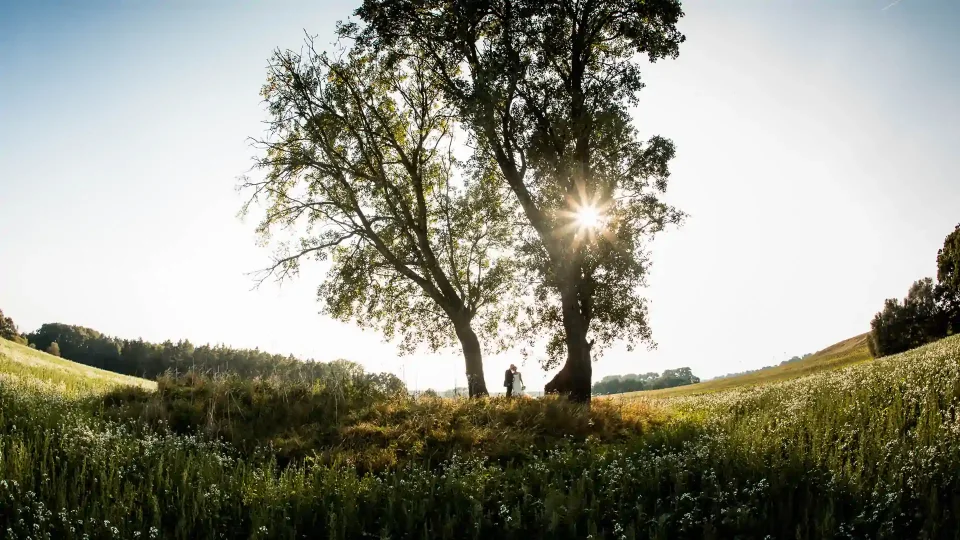 A wedding couple in a field beneath a group of trees near Rostock